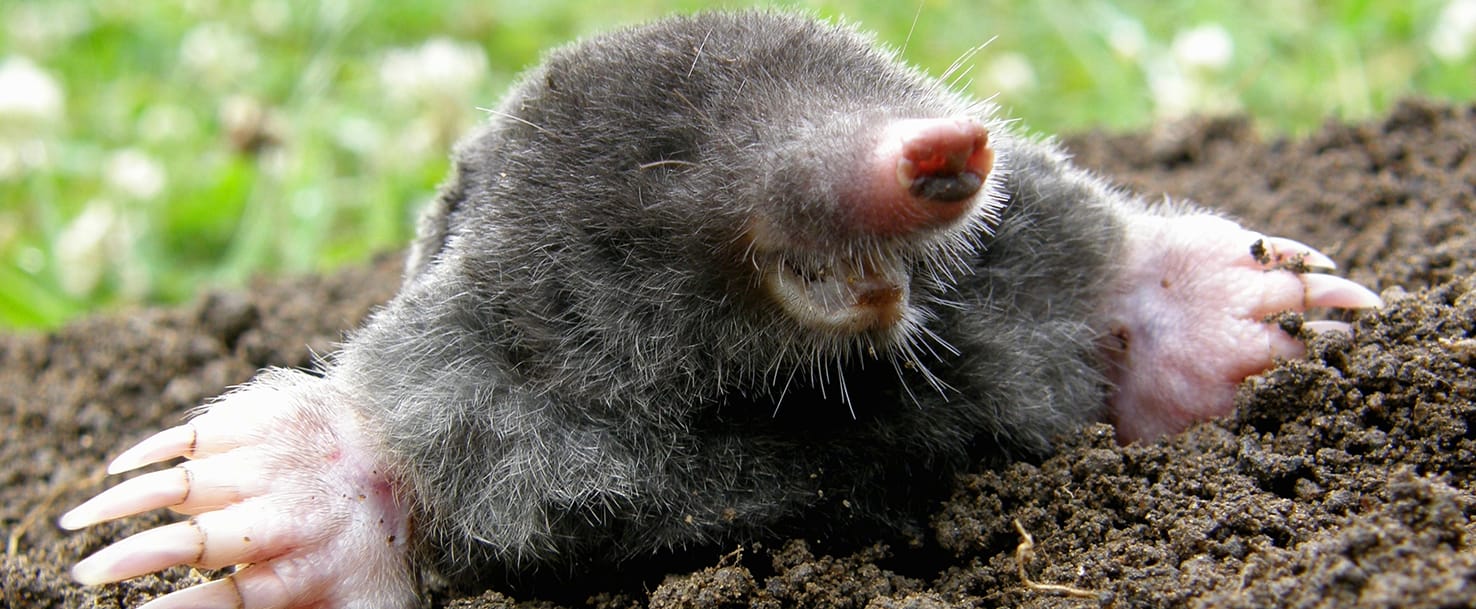 moles