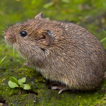 voles